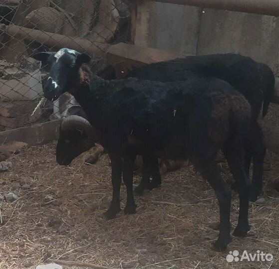 Овцы бараны ягнята