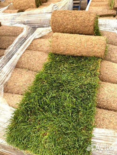 Рулонный газон (укладка, обслуживание)