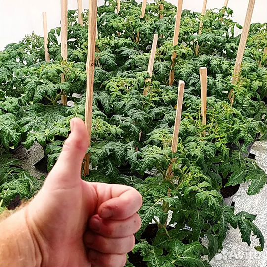 Лампы для растений фитолампы