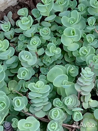 Садовые многолетники