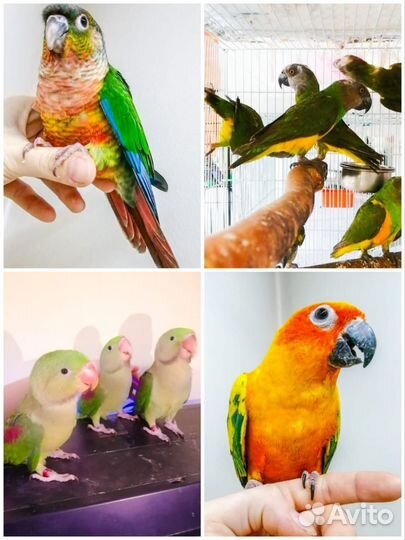 Попугай сенегальский, солнечный аратинго