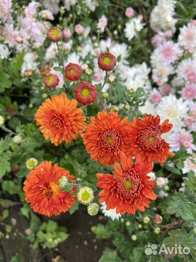 Хризантема корейская саженцы
