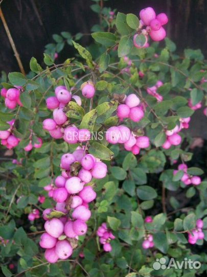 Снежноягодник розовоплодный Magical Galaxy