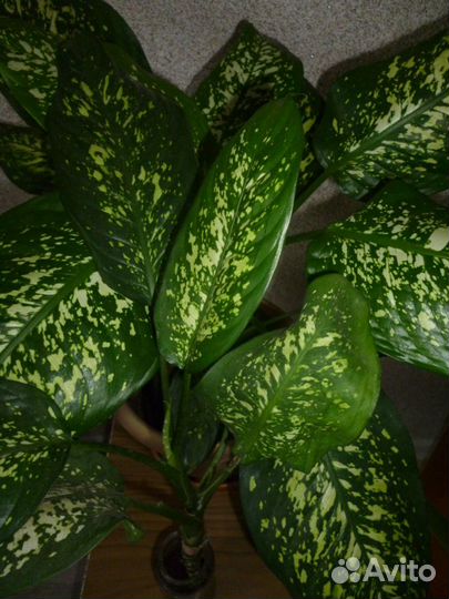 Комнатные цветы