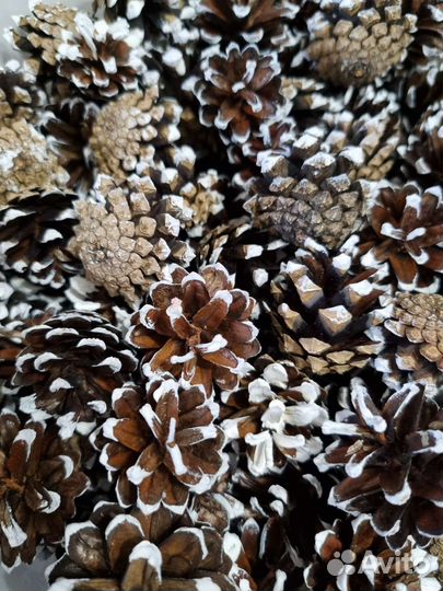 Шишки сосновые