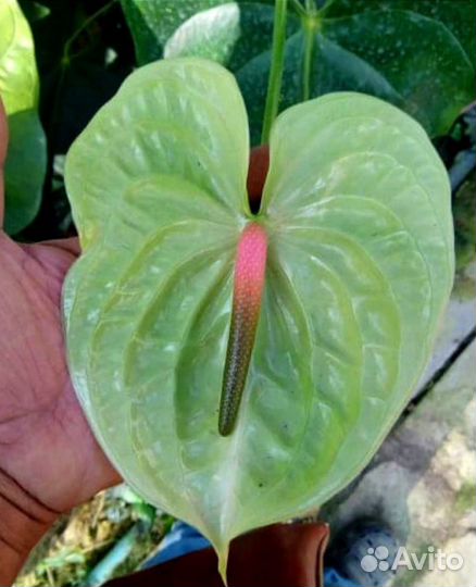 Антуриум. Тай