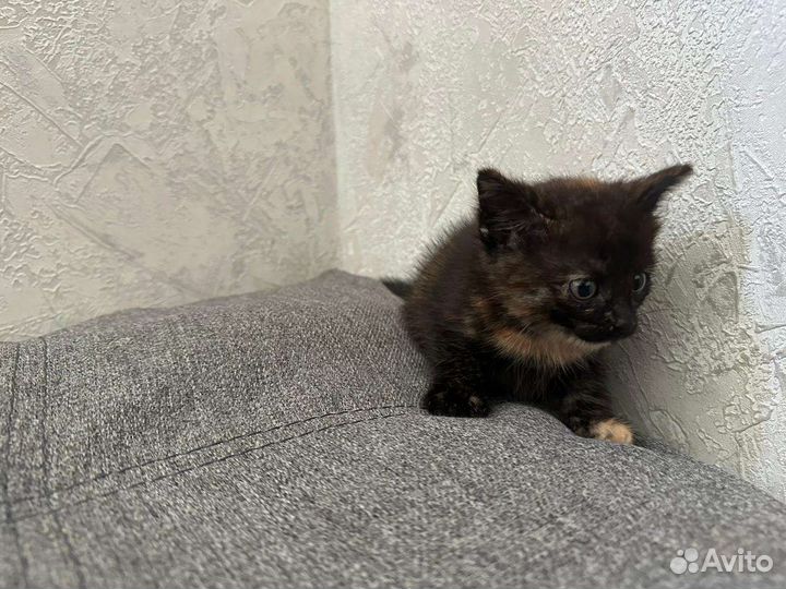 Заберите своего друга Бесплатно Котята ищут дом