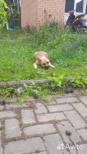 Собака в добрые руки