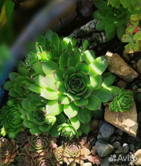 Молодило (каменная роза, живучка) почвопокровник