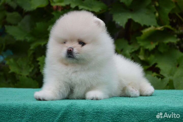 Померанский шпиц