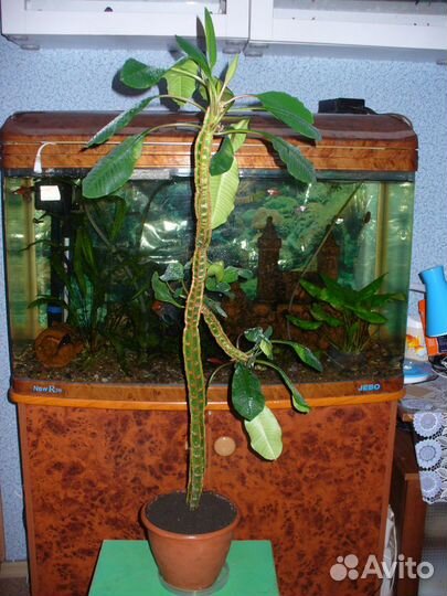 Кактусы разные