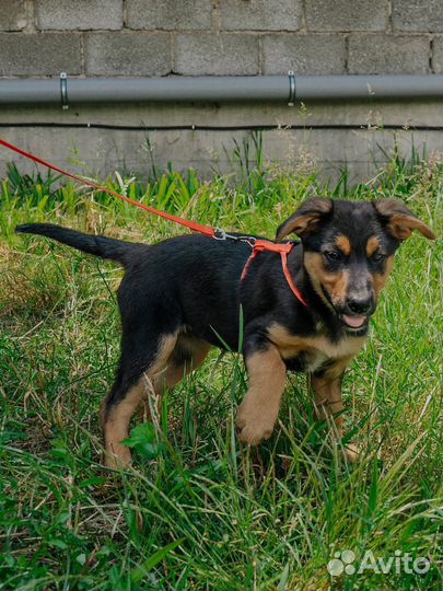 Щенок в добрые руки бесплатно