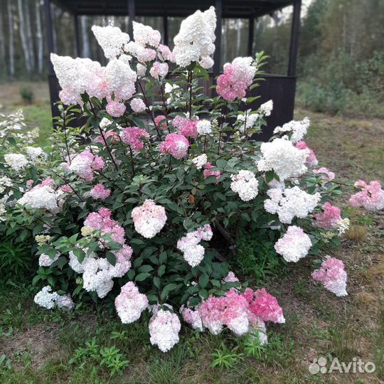 Гортензии на срез