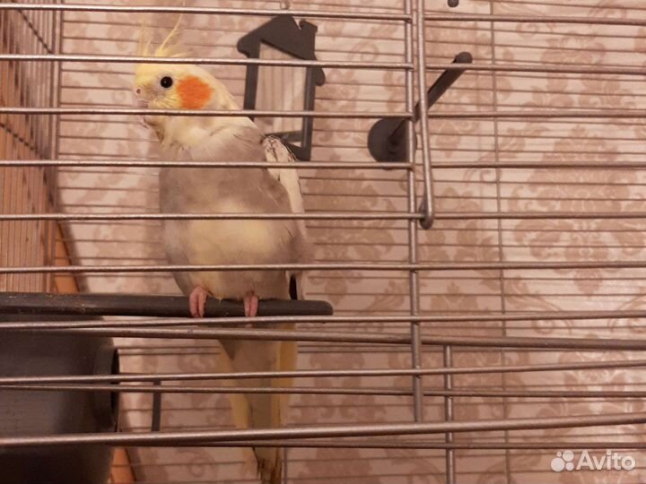 Попугай корелла с клеткой