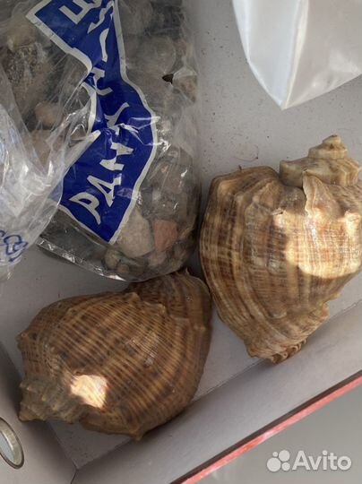 Для аквариума кораллы, ракушки