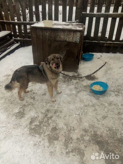 Щенок сторожевой собаки в частный дом