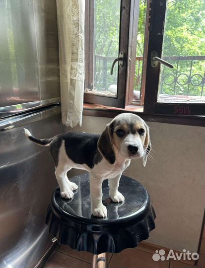 Щенок бигль 3.5 месяца, девочка, очень забавная