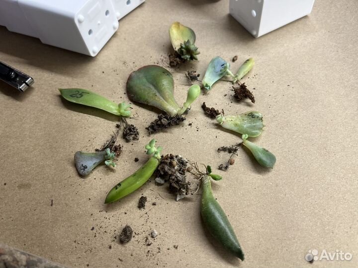 Суккуленты (Листочки с детками)