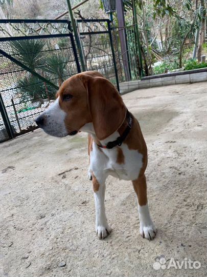 Бигль вязка