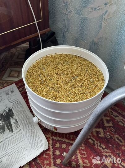 Пчелиная пыльца