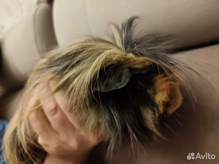 Морские свинки с клетками