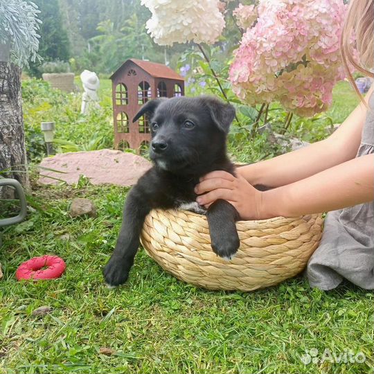 Щенок в добрые руки