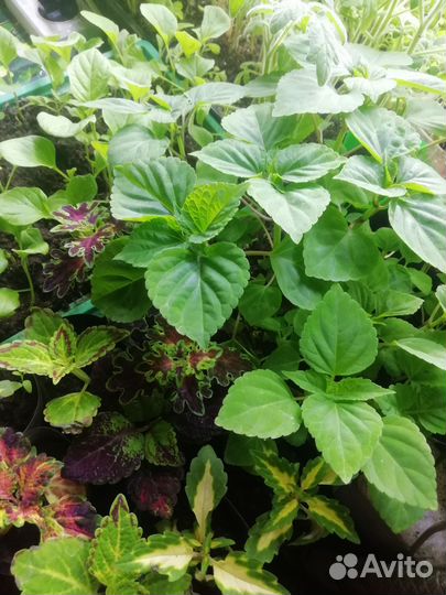 Рассада томатов