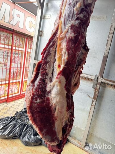 Мясо говядина свежее halal Быки туши