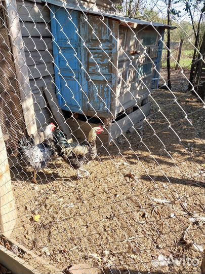 Молодые индюки петухи