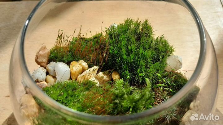 Флорариум с мхами. Мохариум. Мох
