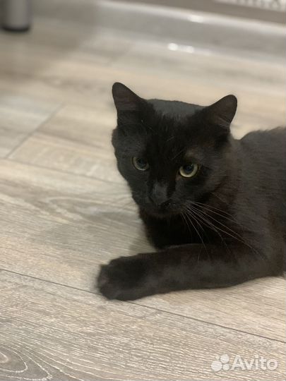 Котик в добрые руки
