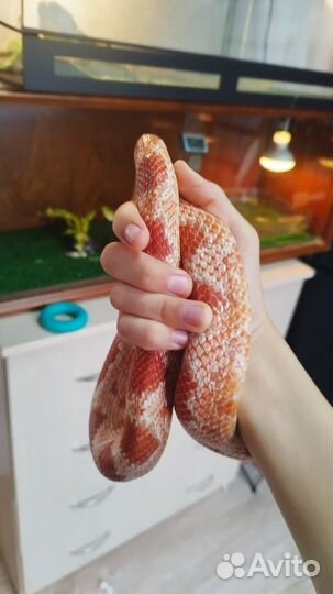 Змея маисовый полоз с террариумом