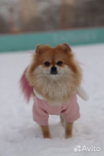 Одежда для собак мелких пород