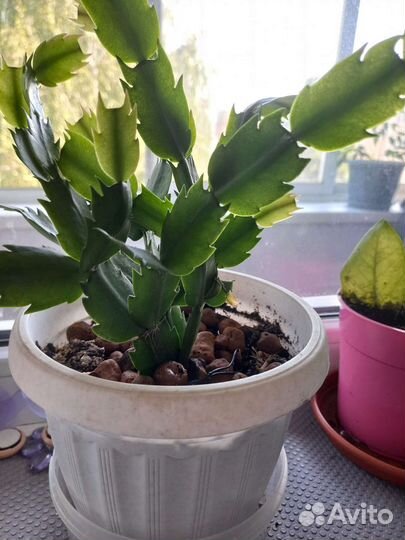 Комнатные цветы