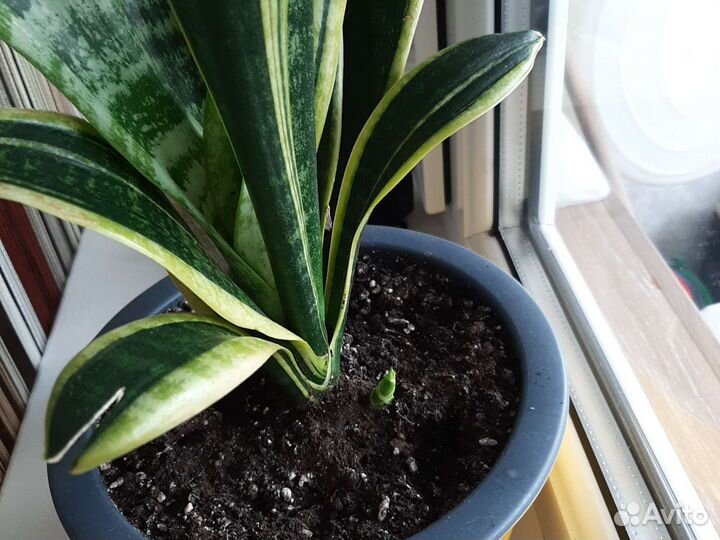 Сансевиерия