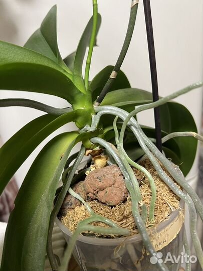 Орхидея фаленопсис мультифлора