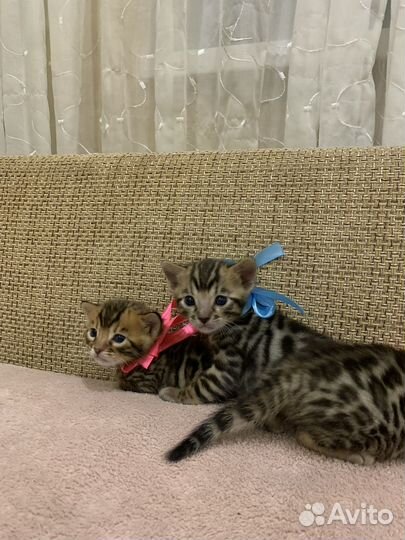 Бенгальские котята