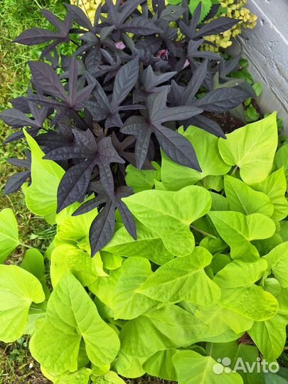 Ипомея батат 5сортов