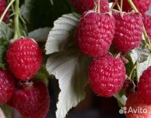 Саженцы ремонтантной красной малины, желтой малины