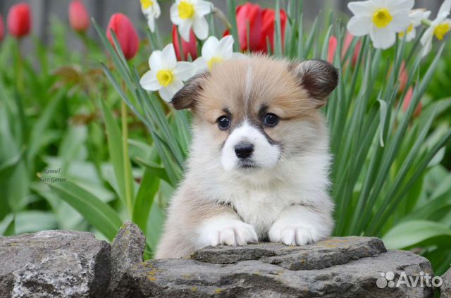 Малыши корги