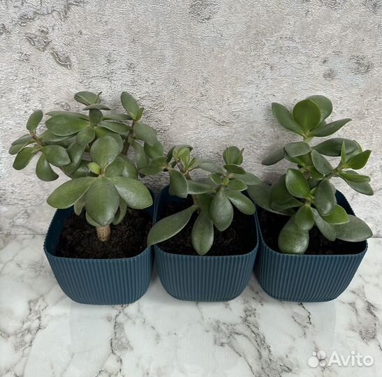 Красула толстянка