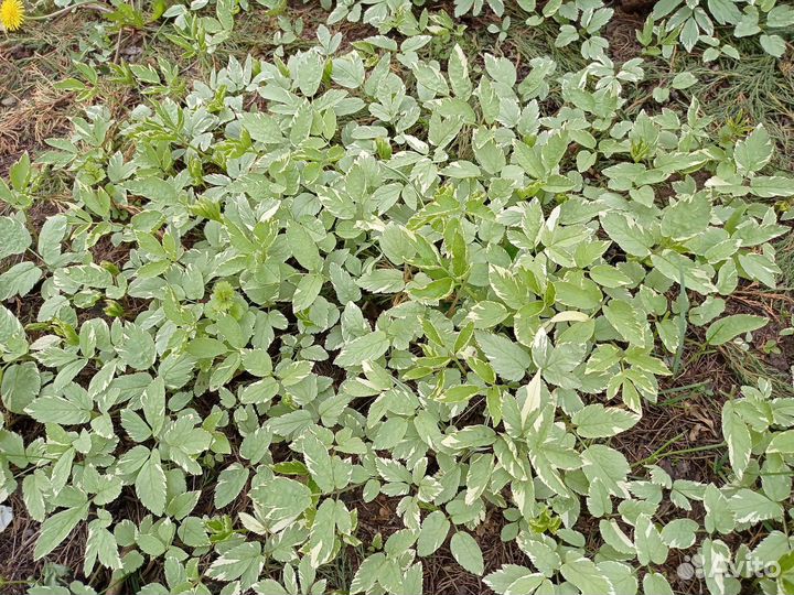 Многолетние садовые почвопокровники