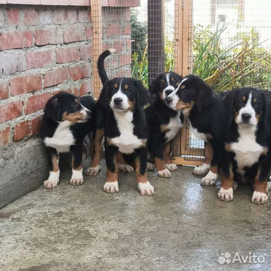 Щенки большого швейцарского зененнхунда