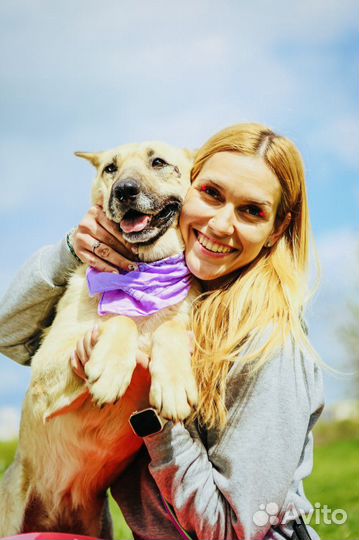 Собака из приюта