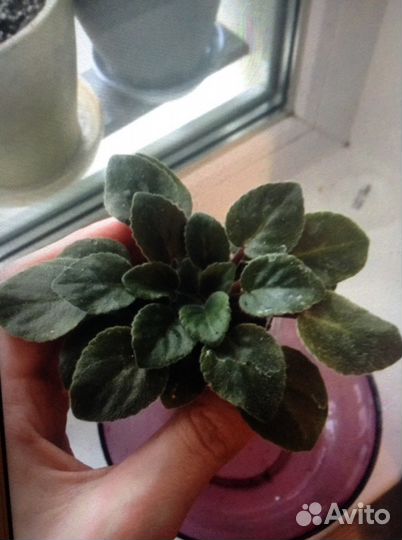 Фиалка. Zipper Zapper