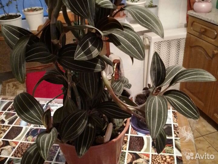 Орхидея из сорта драгоценных