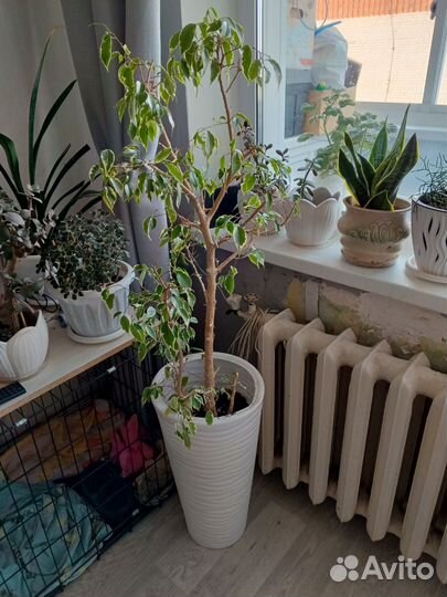 Бенджамина фикус с горшком