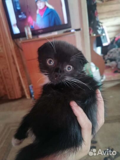 Кошки в добрые руки породистые