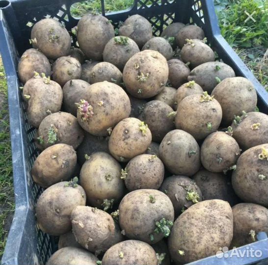 Семенной картофель