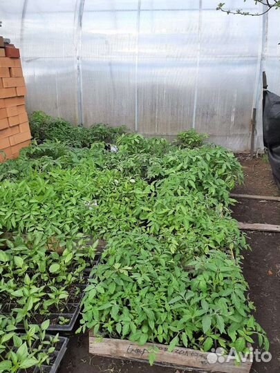 Рассада помидор и перцев